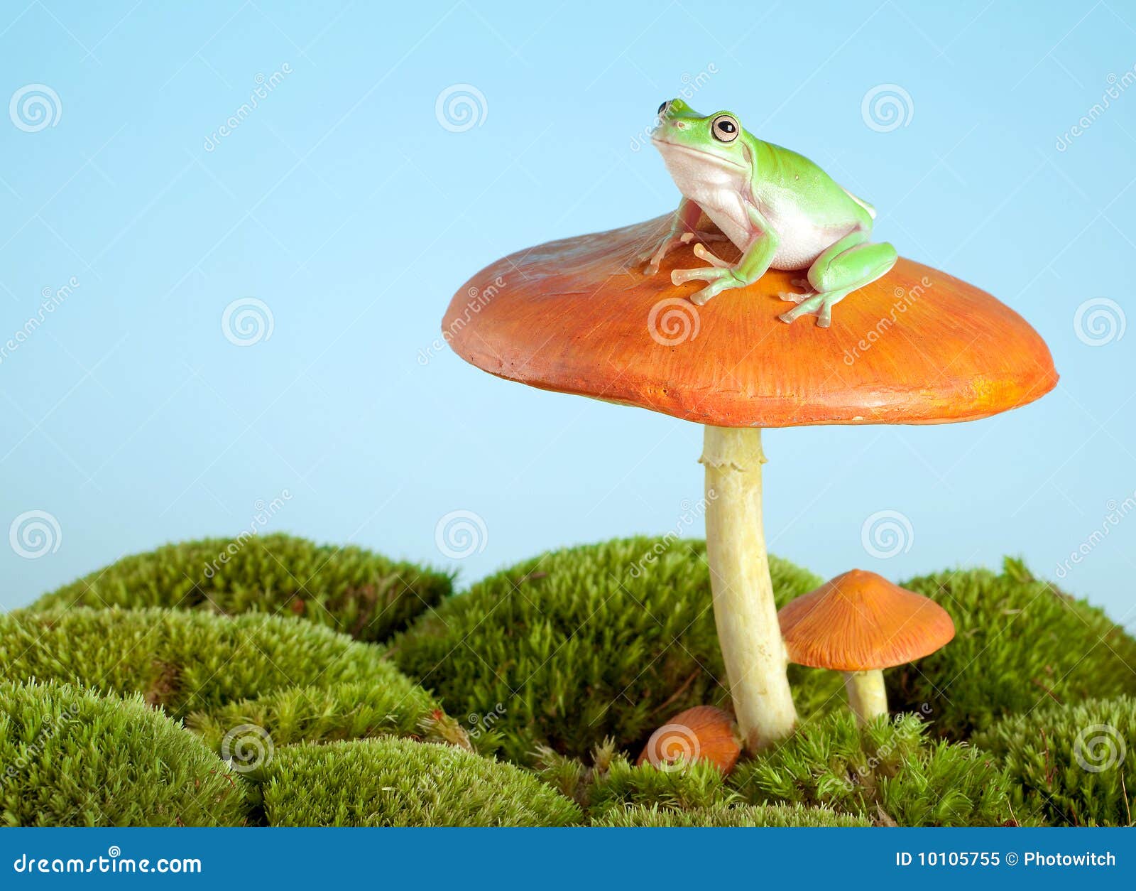 tree frog on mushroom