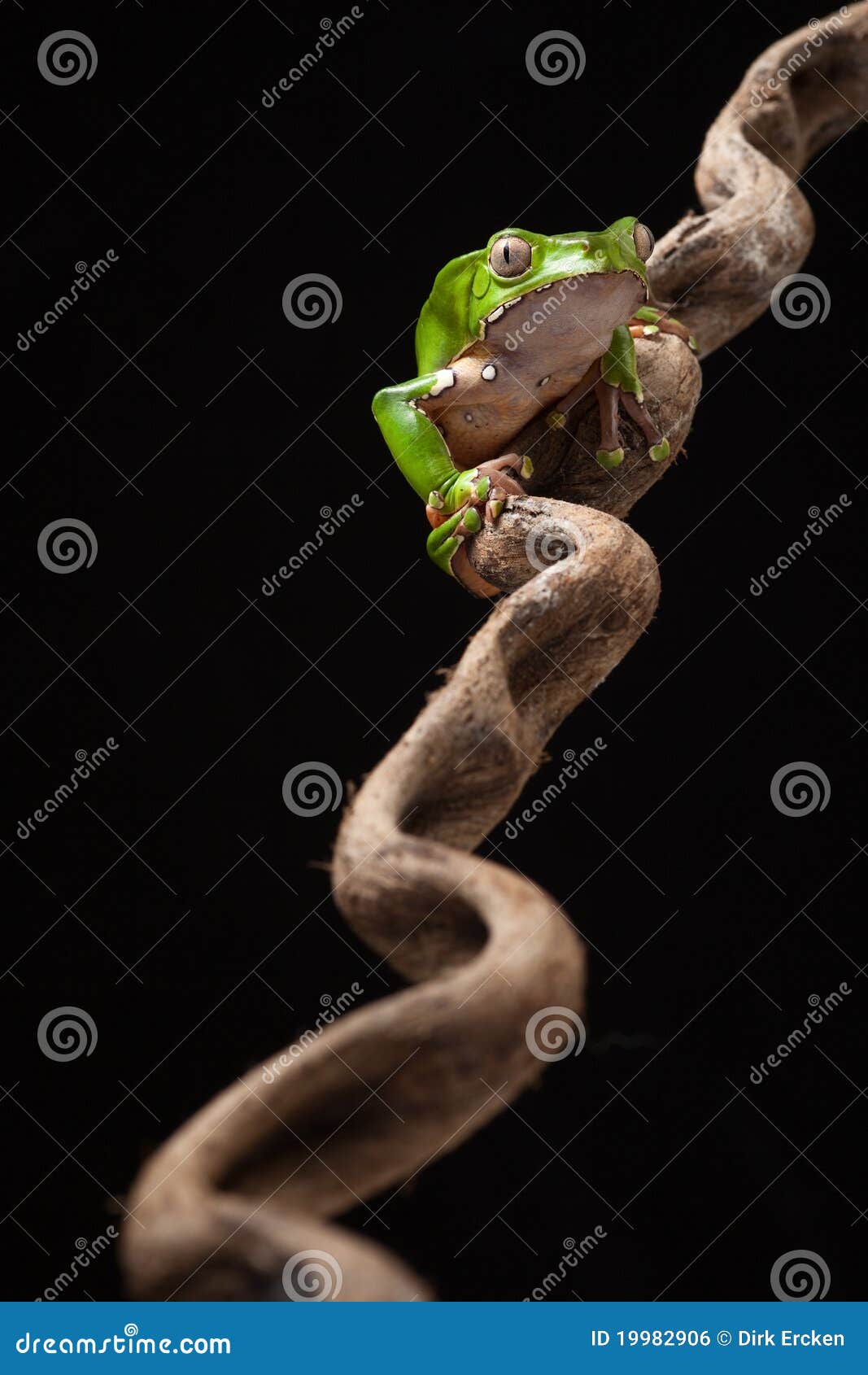 tree frog at night on branch in jungle
