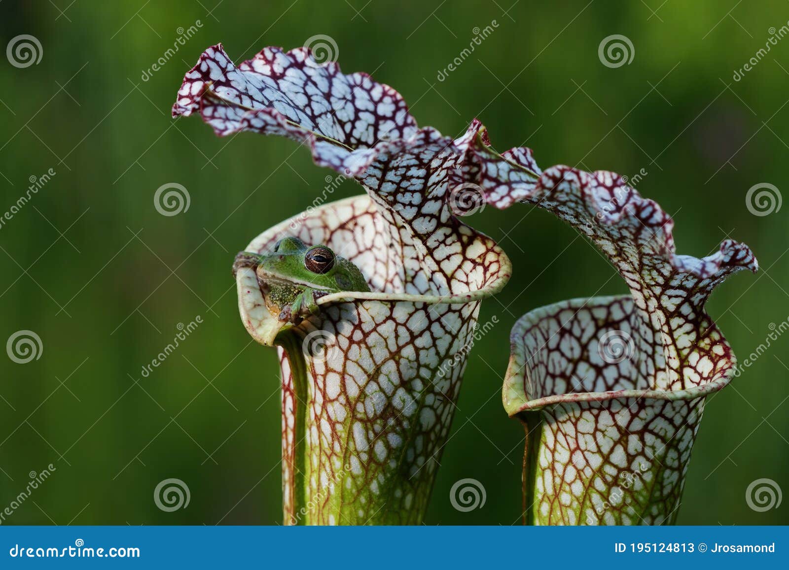 Tree Frog Inside a Pitcher Plant Stock Image Image of plant, peek
