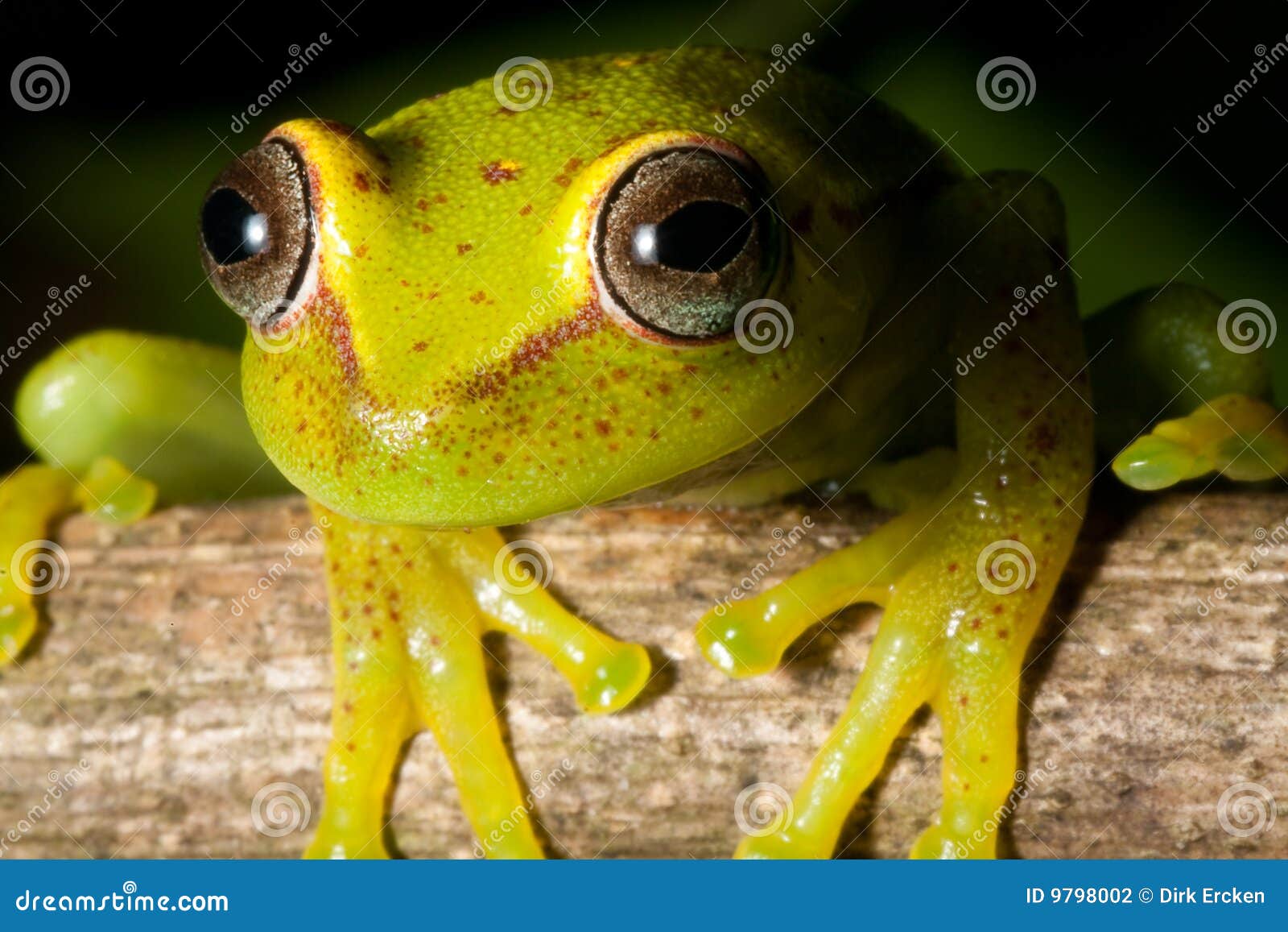 tree frog rain forest yellow amphibian red eye