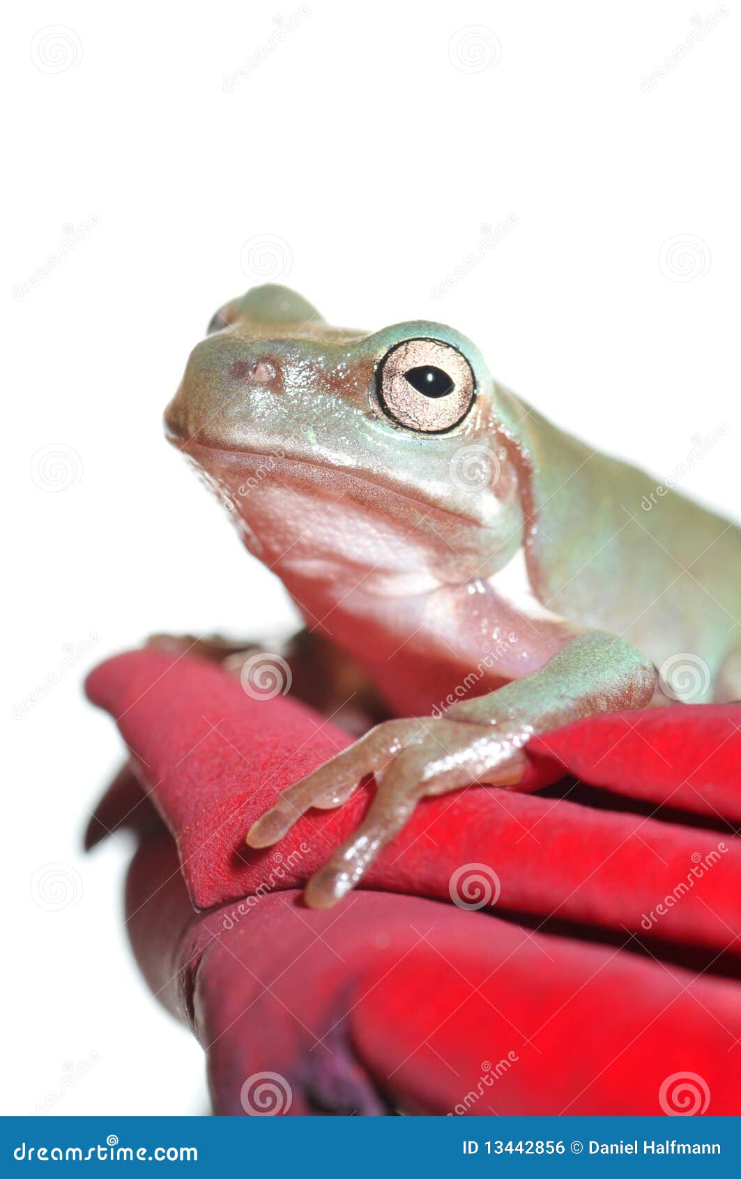 Tree frog on rose stock photo. Image of whites, macro 13442856