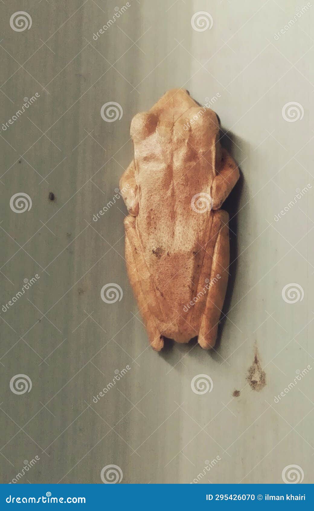 Tree Frog Stuck To the Wall Stock Photo Image of tree, frog 295426070