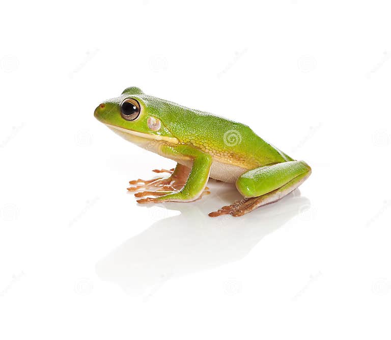 Tree frog on white stock photo. Image of color, copyspace - 10327244