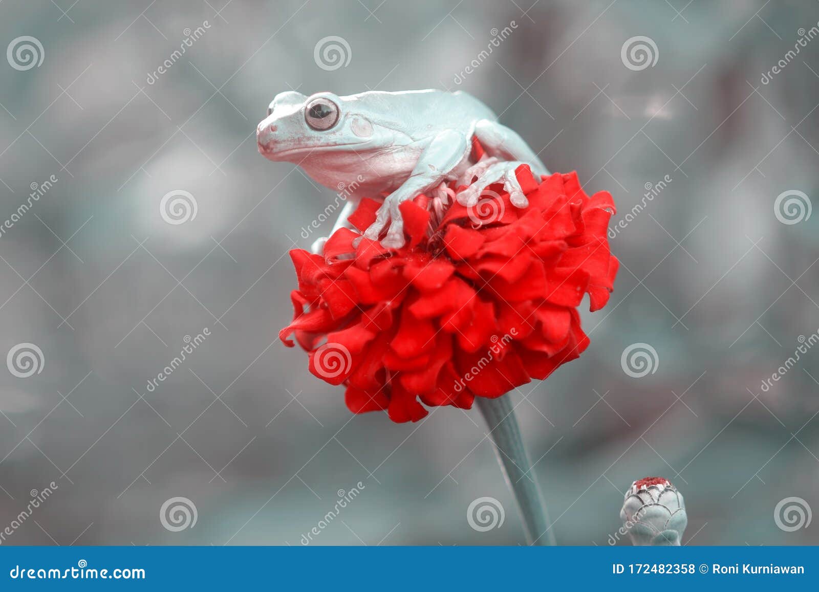 tree frogs, australian tree frogs, dumpy frogs on flowers