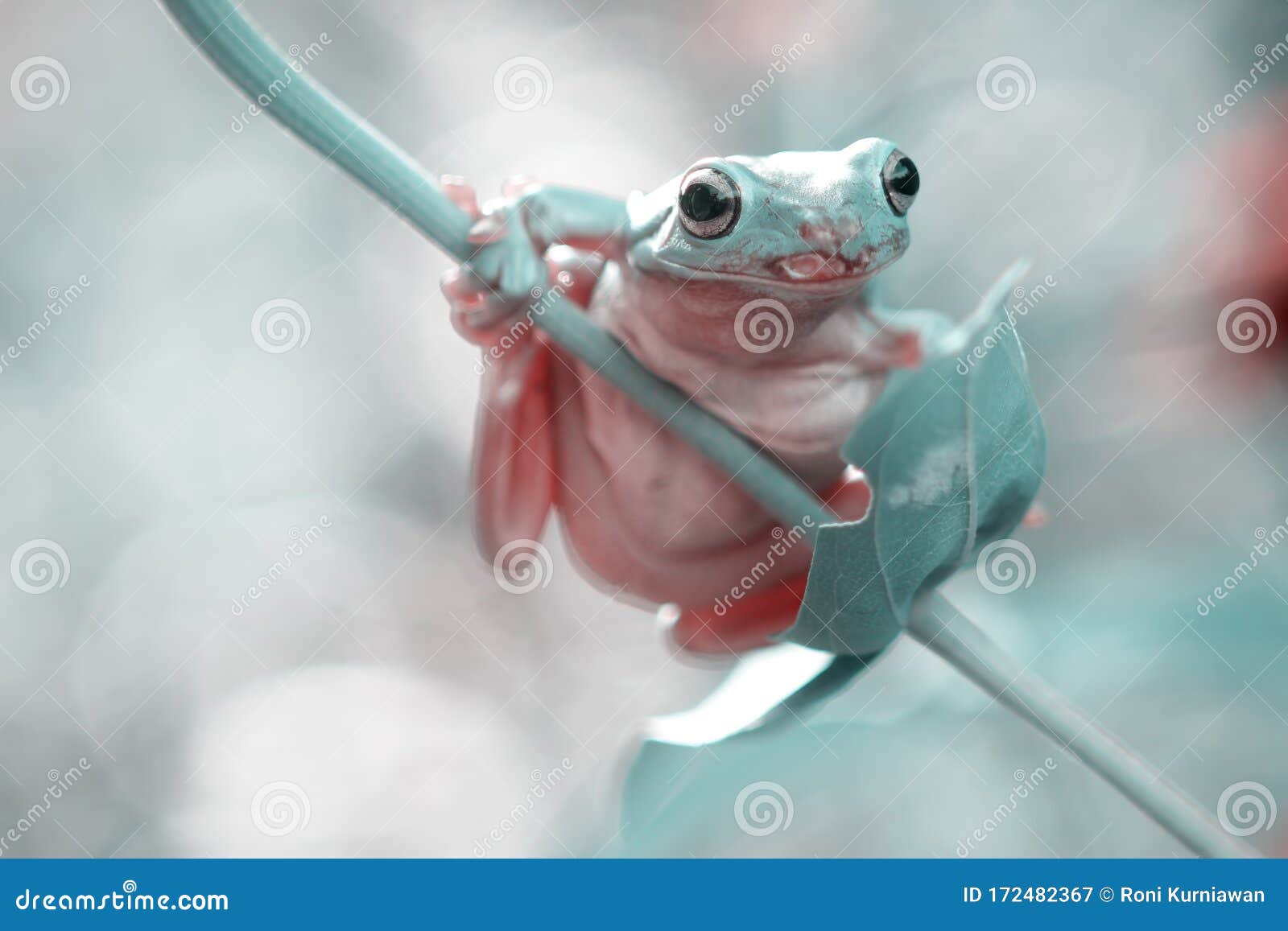 Tree Frogs, Australian Tree Frogs, Dumpy Frogs on Flowers Stock Image