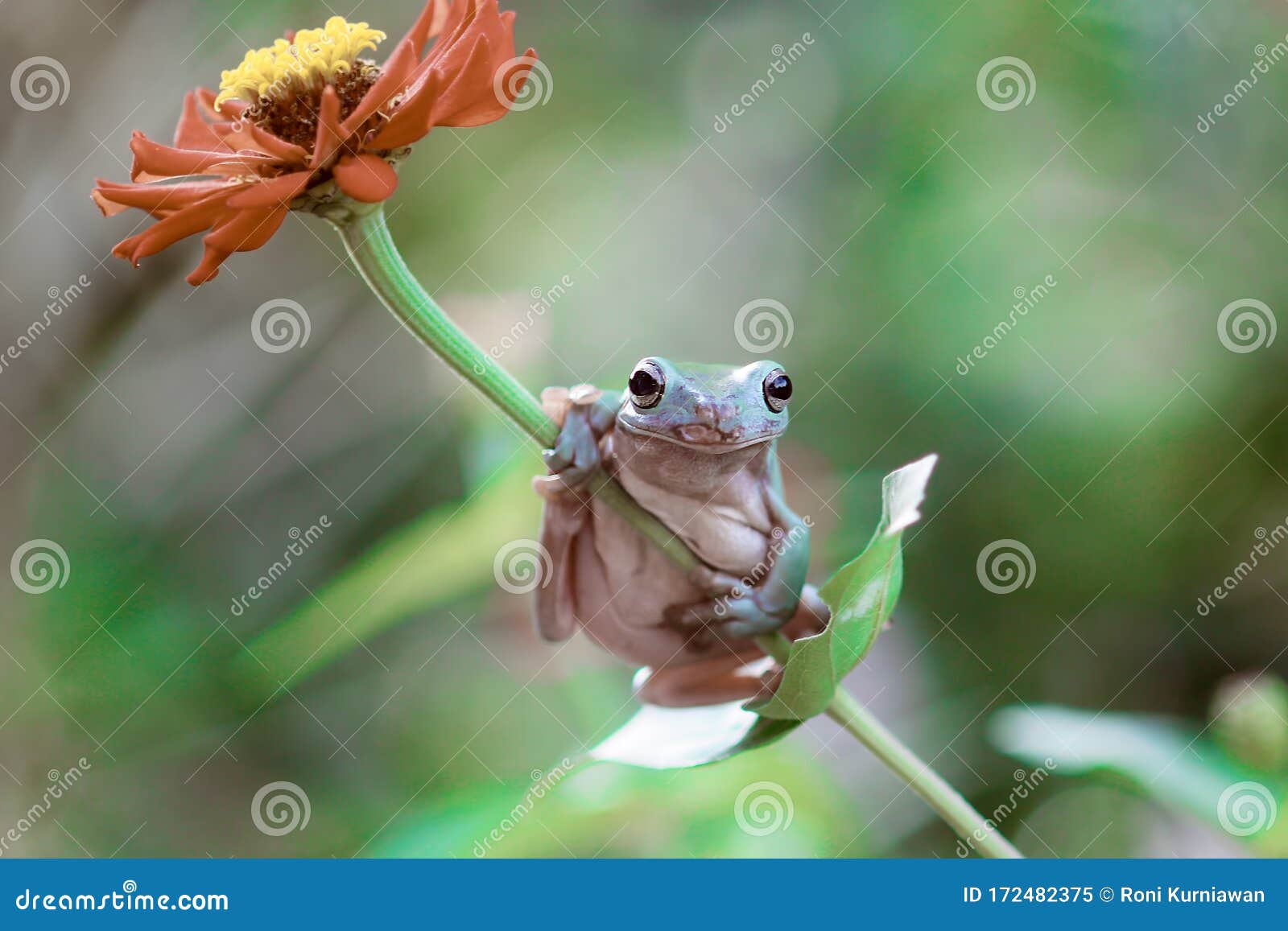 Tree Frogs, Australian Tree Frogs, Dumpy Frogs on Flowers Stock Image