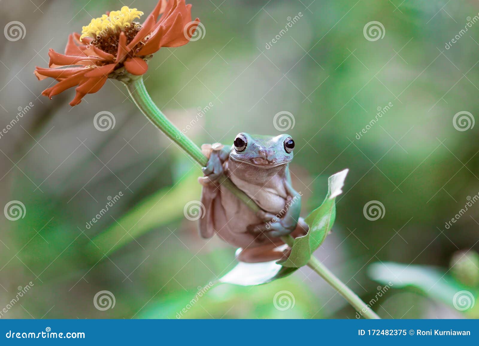 tree frogs, australian tree frogs, dumpy frogs on flowers