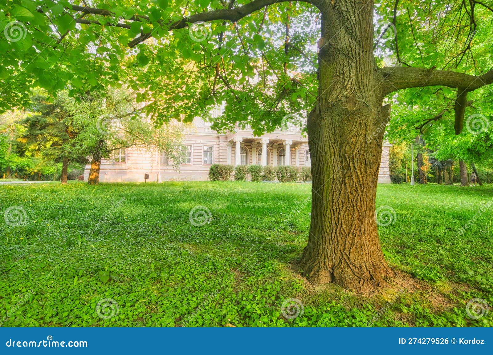 tree in the front of neo classicist manor house in the park in nova ves nad zitavou village