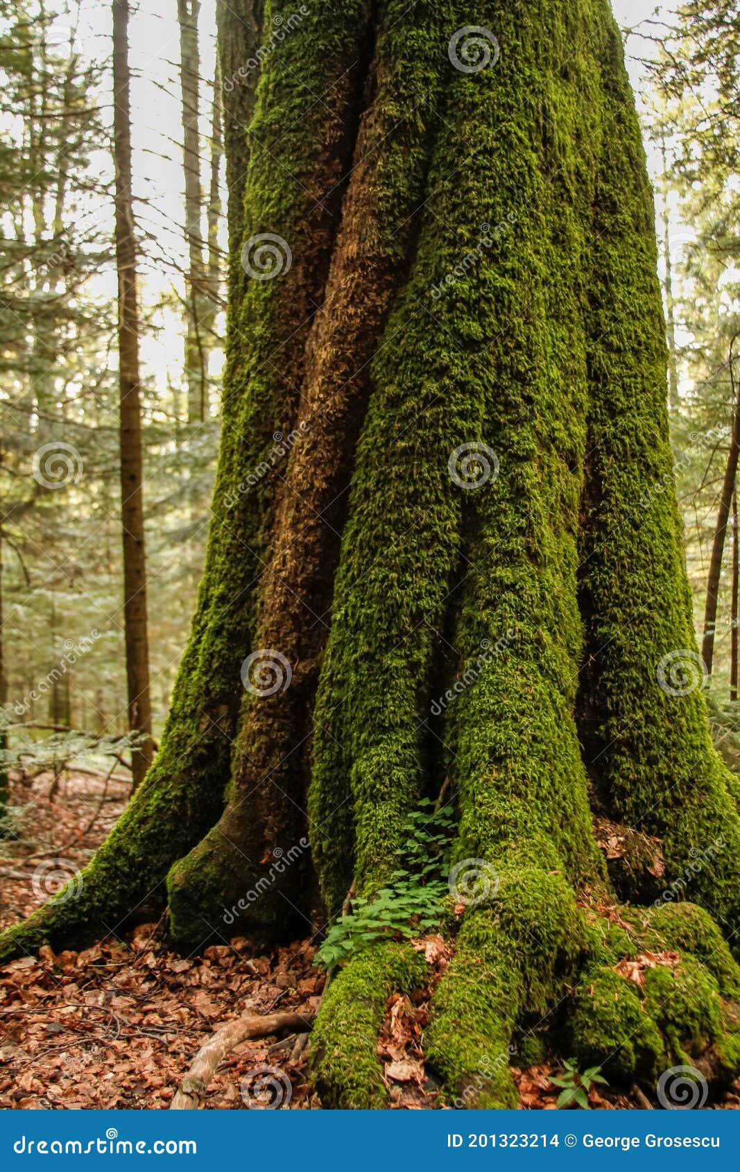 a tree full of moss at the duruitoarea waterfall, one of the most visited locations in ceahlau national park, romania