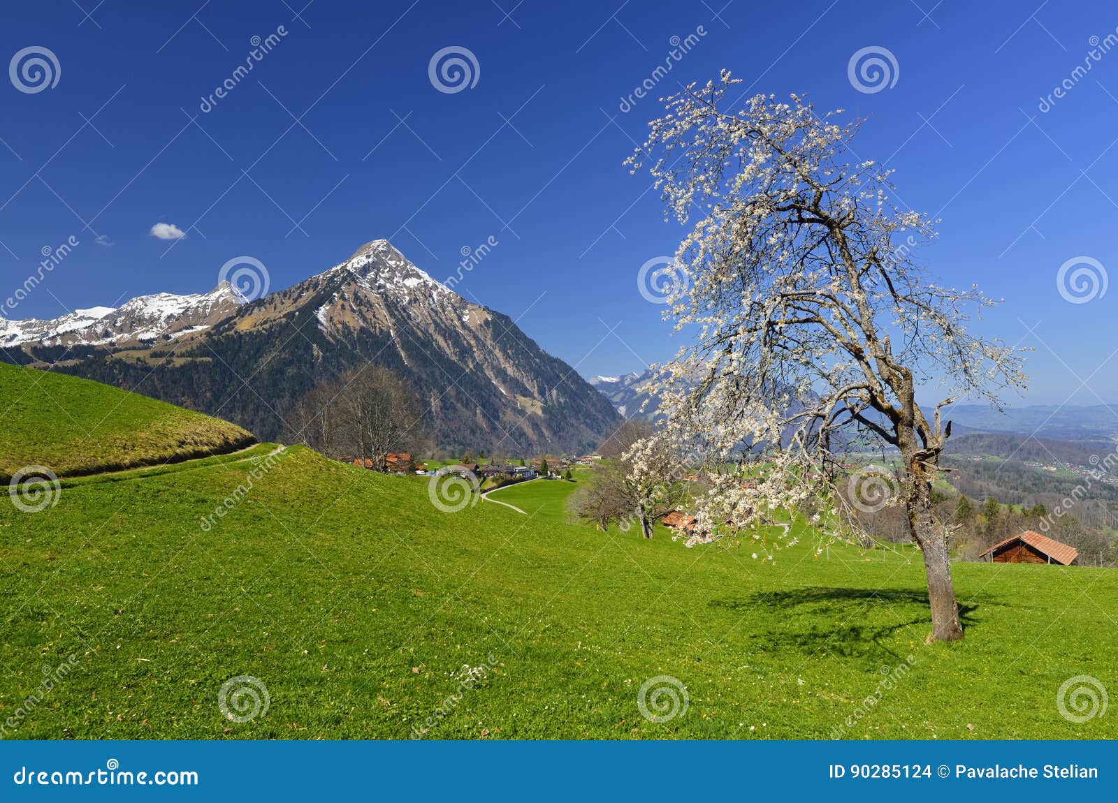 tree full with white flowers and niesen moutain view from aeschiried.