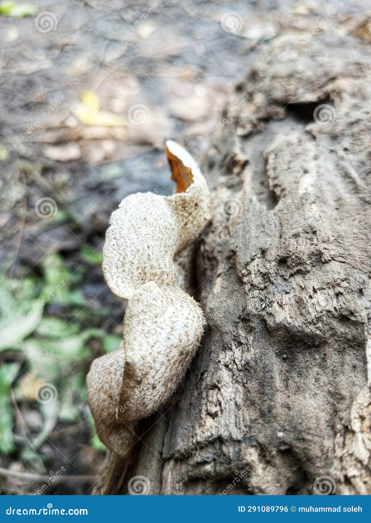 tree fungi are fungi that we often encounter on dry or dead trees