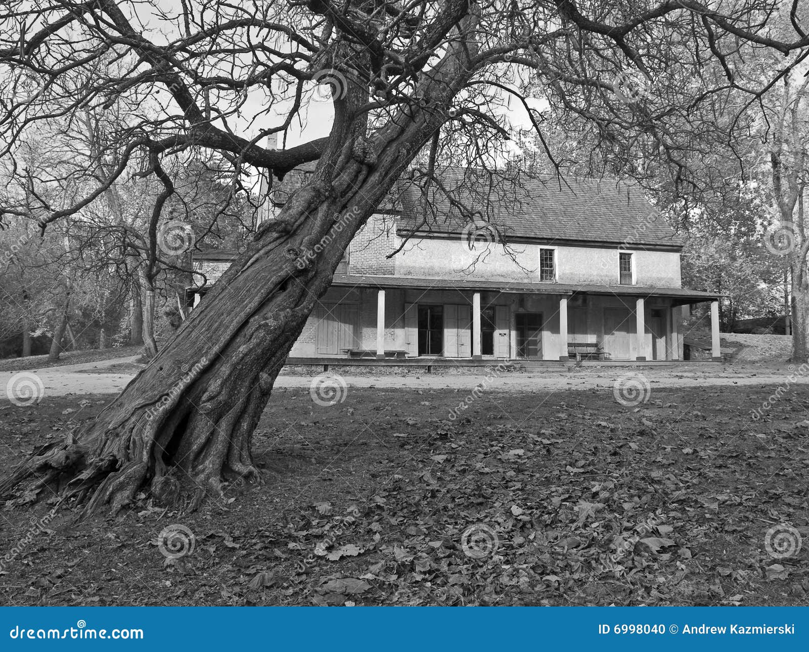 Tree and General Store stock photo. Image of colonial 6998040