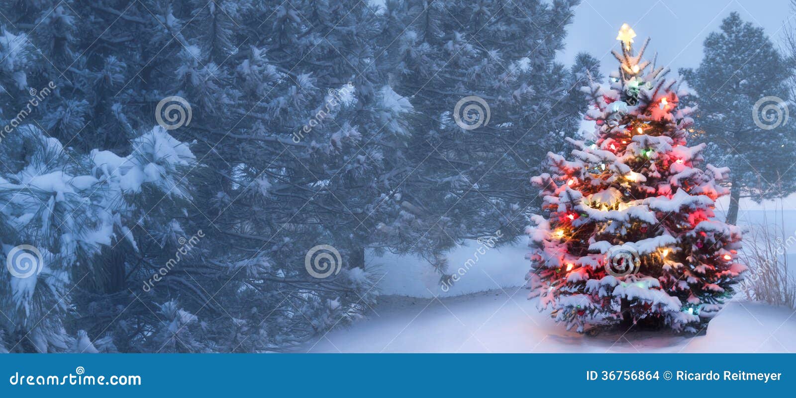 this tree glows brightly on snow covered foggy christmas morning