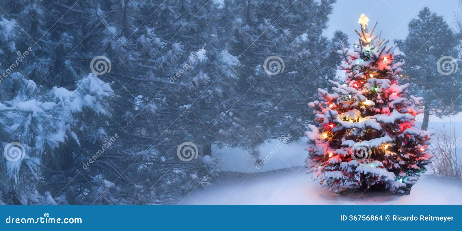 This Tree Glows Brightly On Snow Covered Foggy Christmas This Tree Glows Brightly On Snow Covered Foggy Christmas