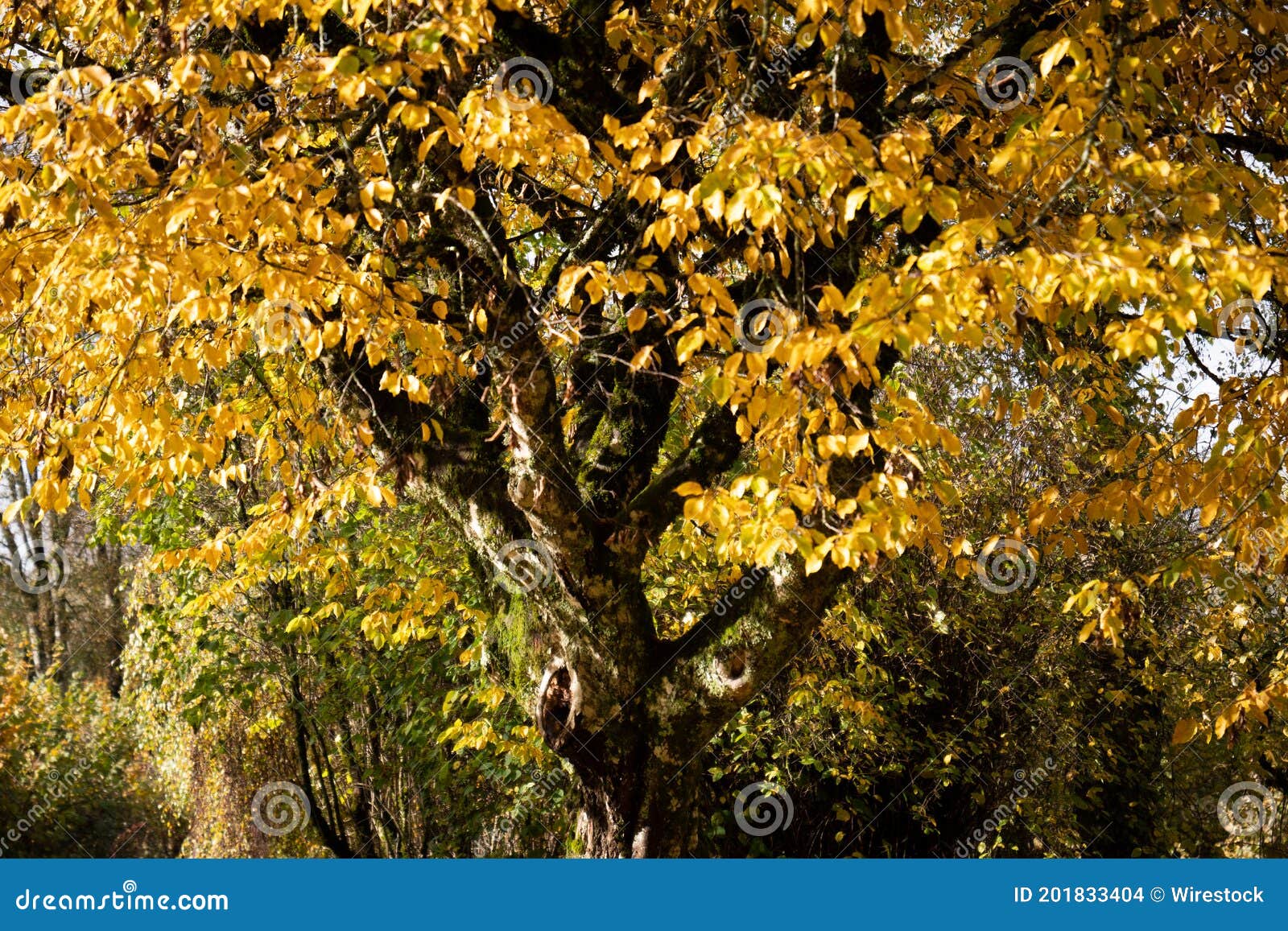 tree with golden leaves - arbre avec feuilles dorees
