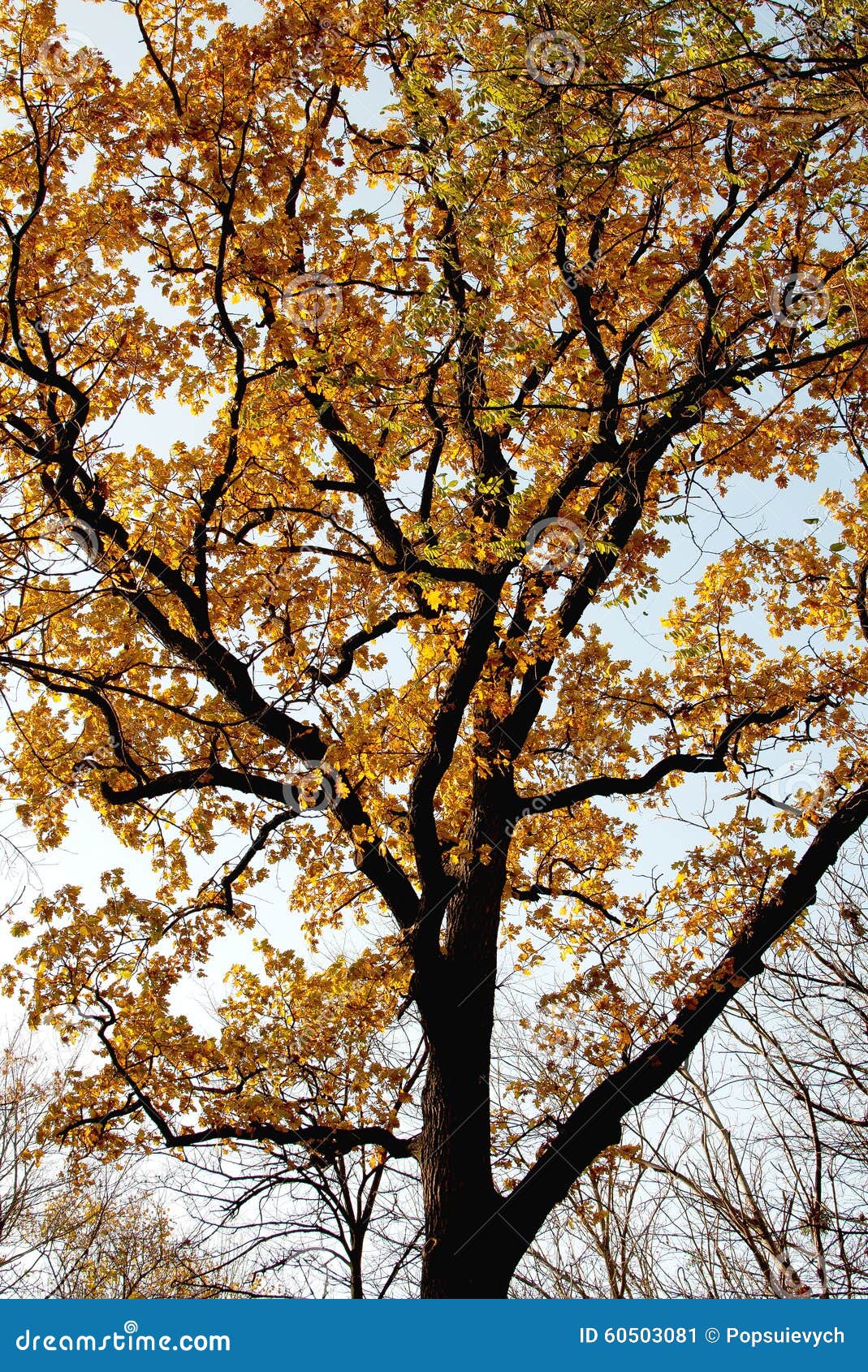 Tree with golden leaves stock image. Image of green, pretty 60503081