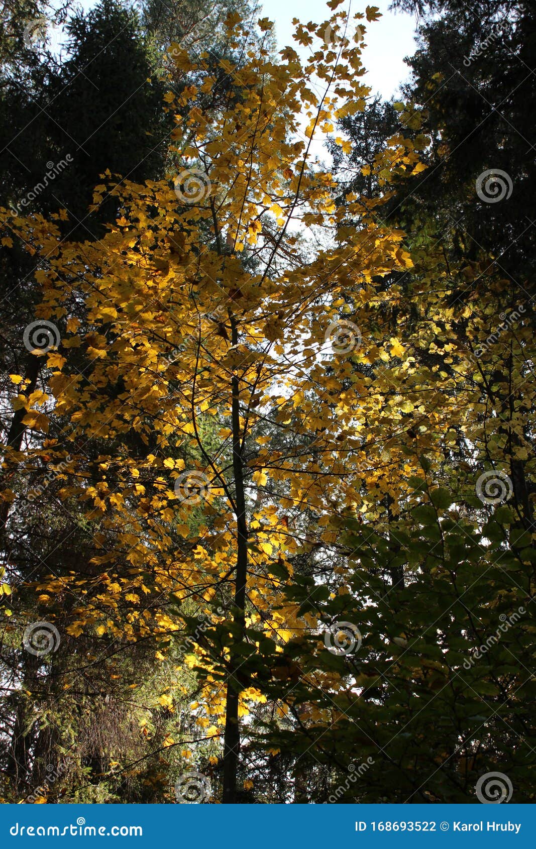 A tree with golden leaves stock photo. Image of leafy 168693522
