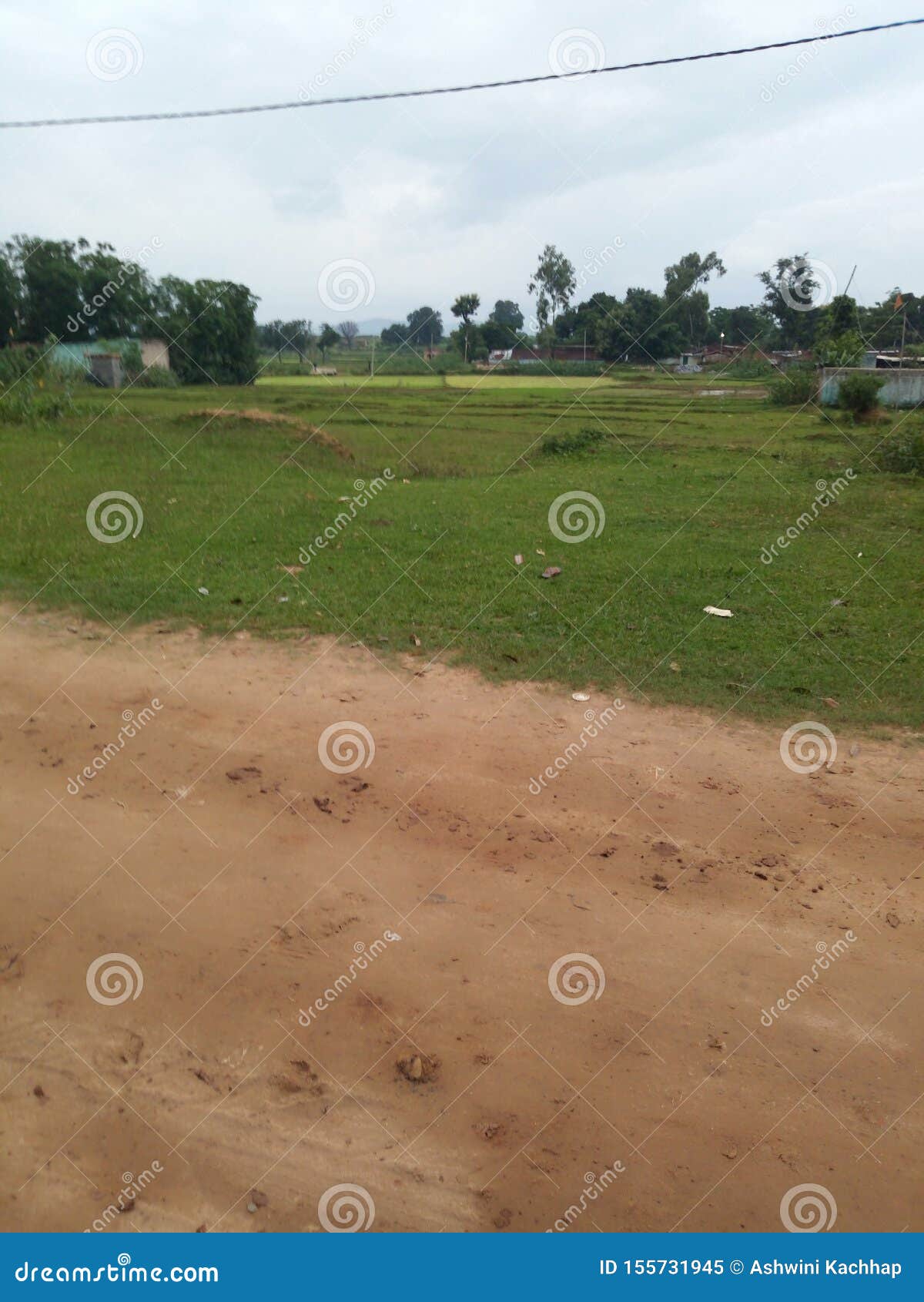 tree and grass land