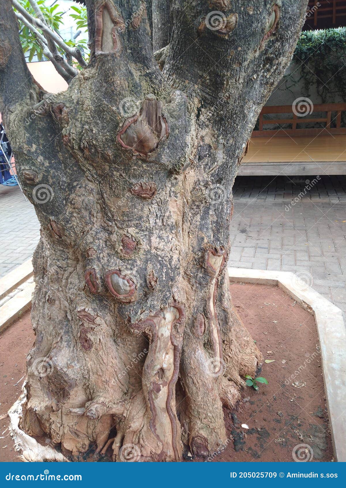 Tree with Great Root and Strong Wood Stock Image Image of branch