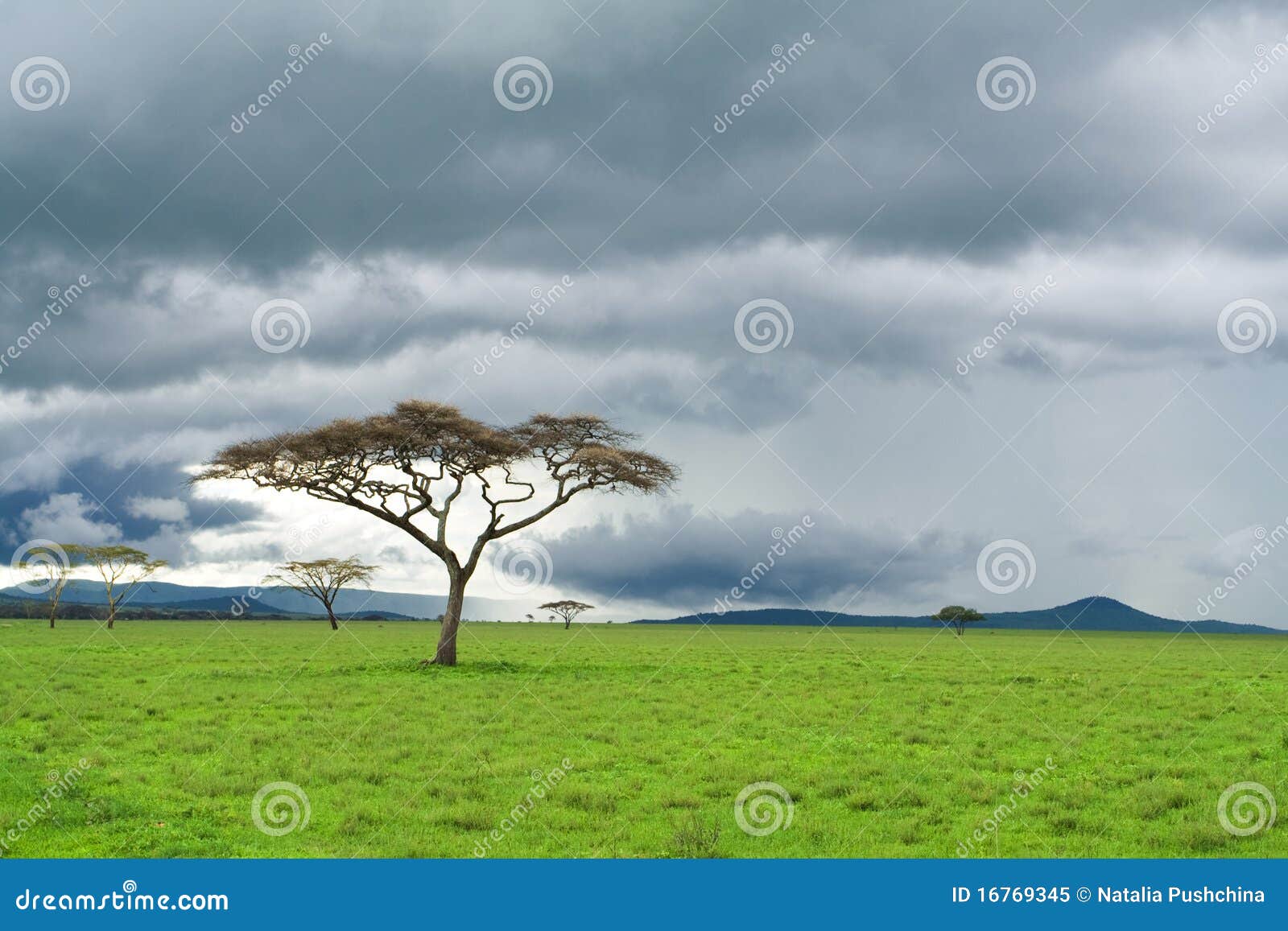 tree, green grassland, and storm cloud in savannah