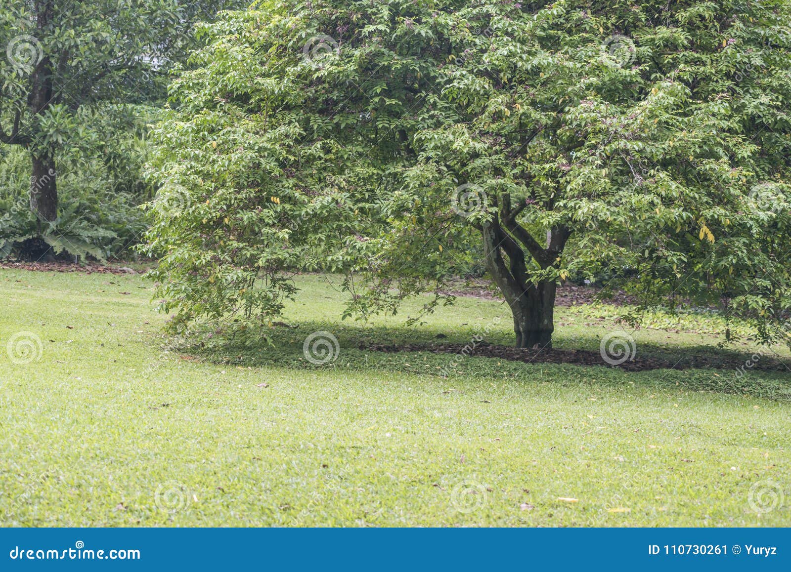 Tree on green lawn stock image. Image of plant, summer 110730261