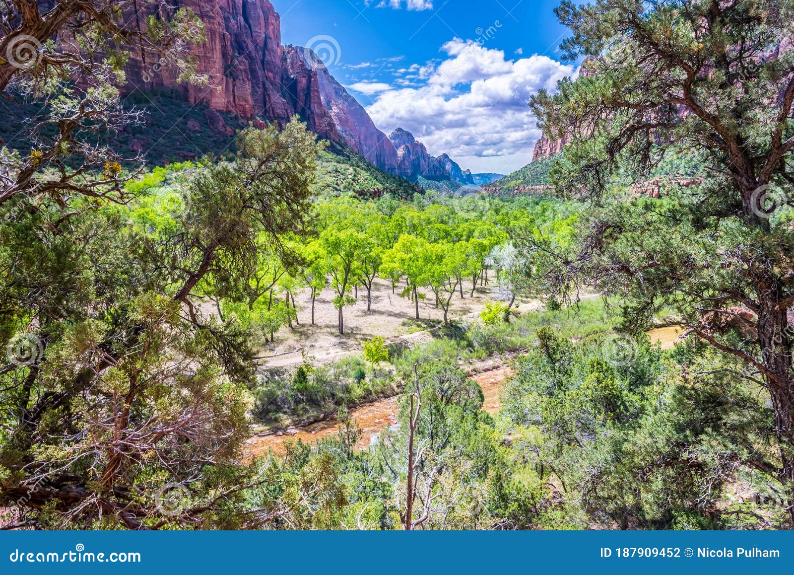 A Tree Grove in Zion National Park, Utah in Springtime Stock Photo Image of meander, national