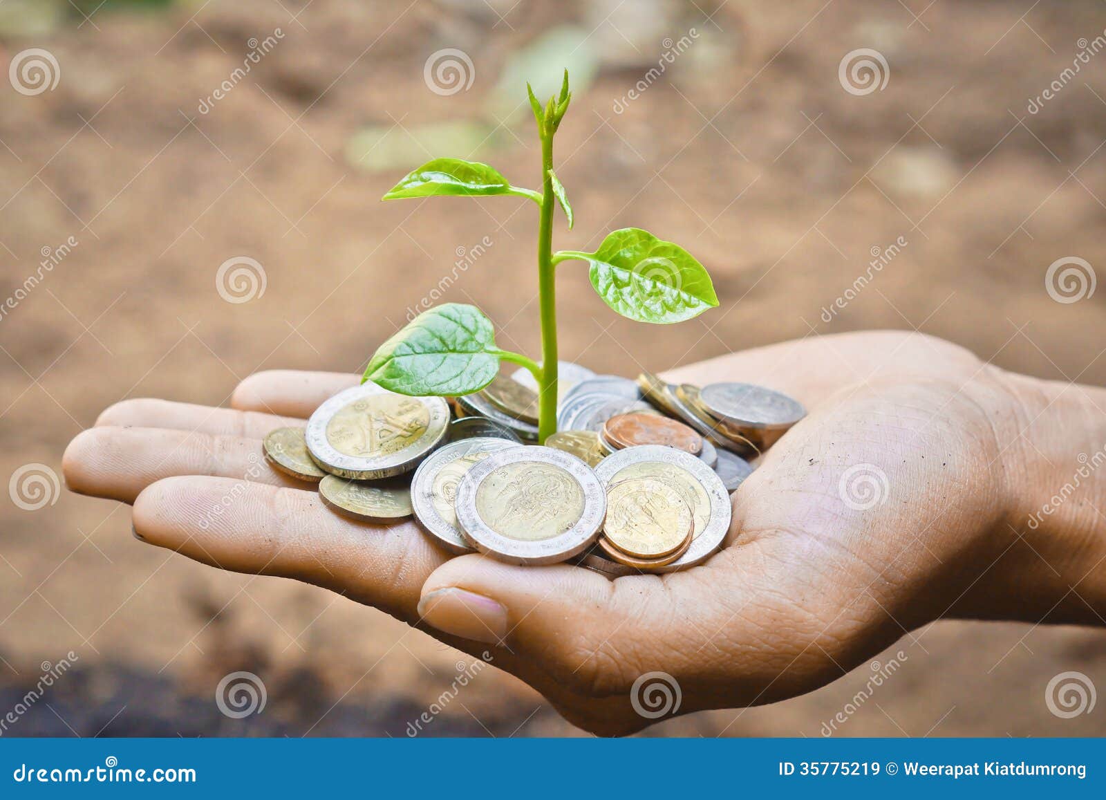 Tree growing on coins stock image. Image of forestation 35775219
