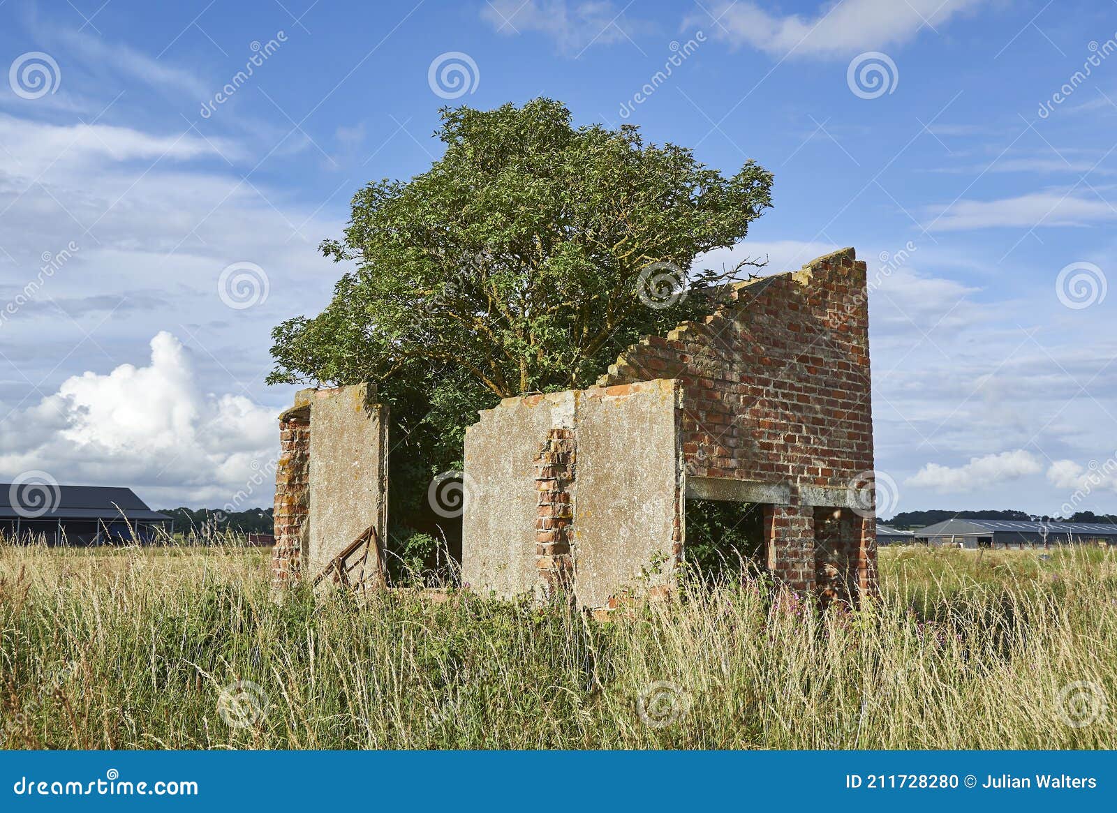 a tree growing out of the ruins of an old abandoned wartime airfield building sited at raf kinnell .