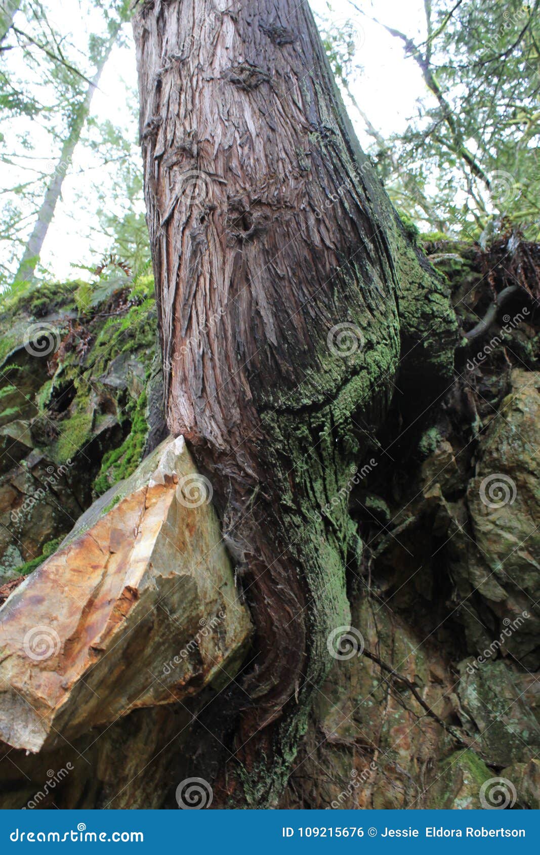 Tree Growing from the Rocks Stock Photo Image of nautual, branches