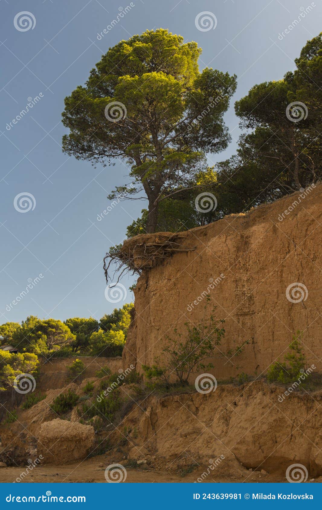 vrgada island, a tree growing in the hillside above the sandy beach