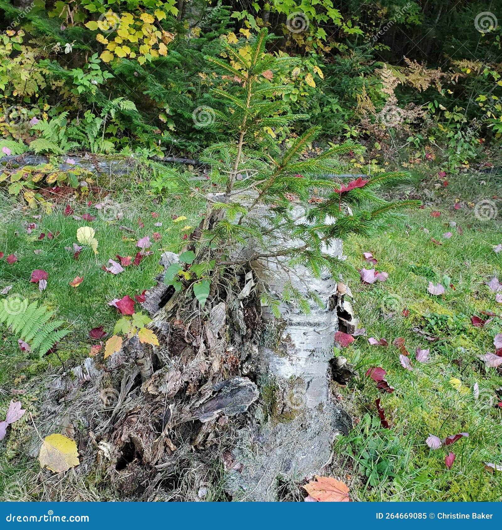 Tree Growing on Top of Stump Stock Image Image of garden, plant 264669085