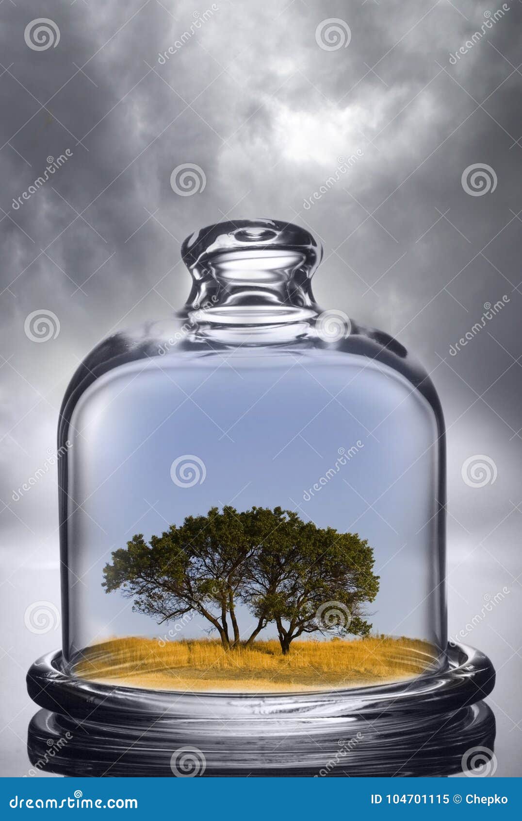 Tree Growing Under a Glass Dome on Cloud Background. Environment Stock