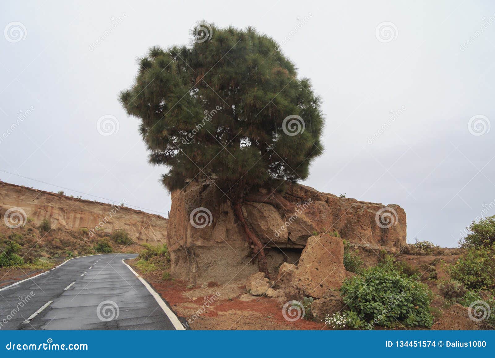 Tree Grown through the Rock Tenerife Canary Islands Stock Photo - Image
