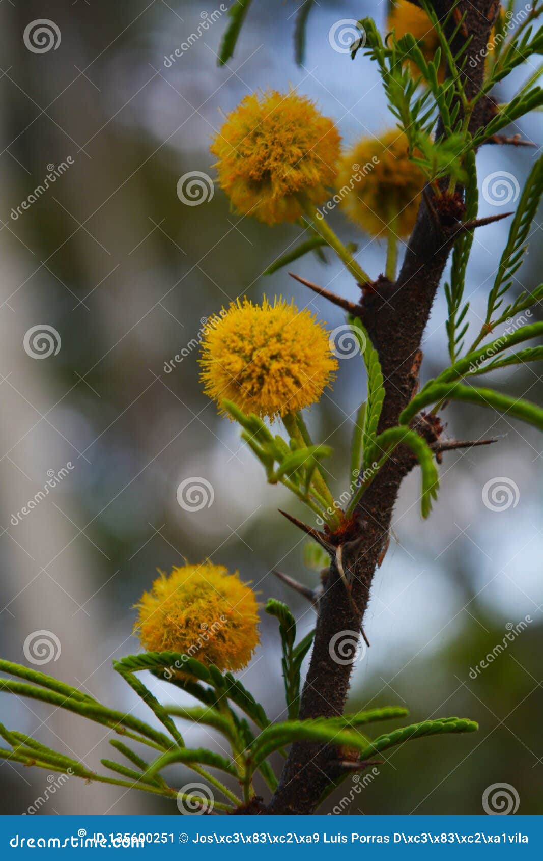 little yellow flowers similar to diente de leon2