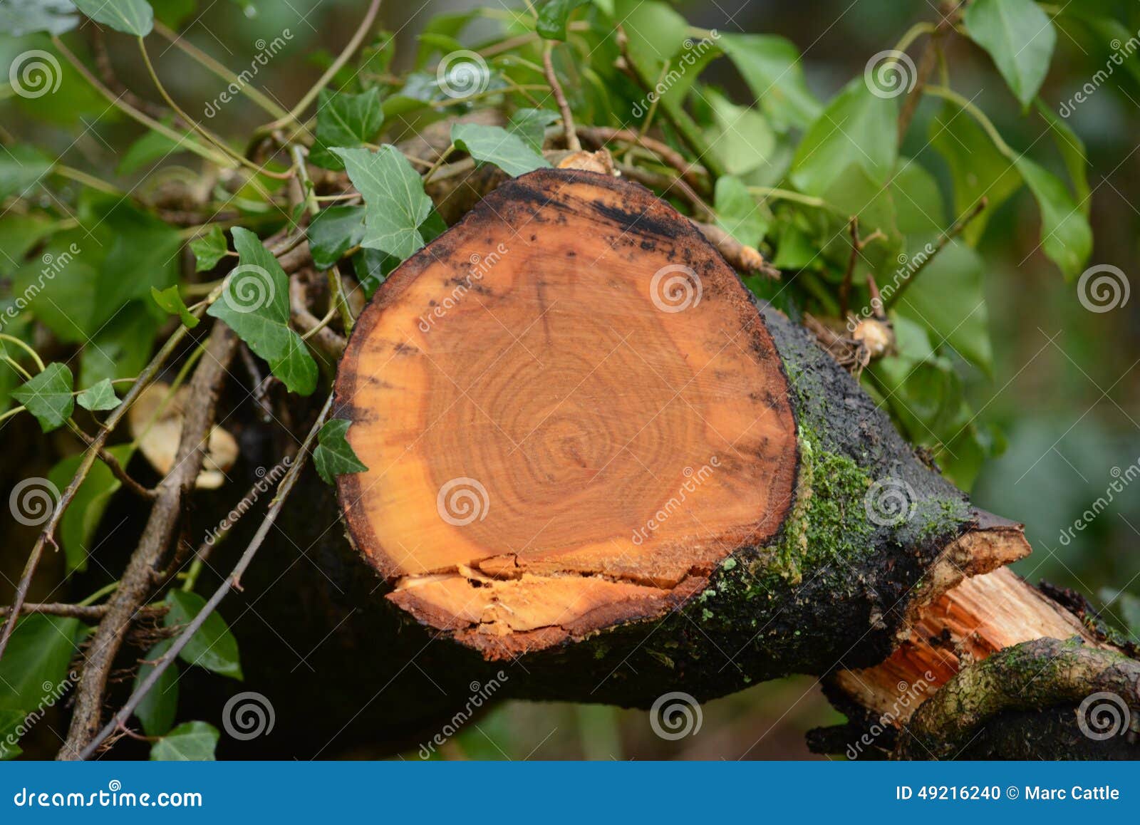Tree Growth Rings Stock Photo 49216240