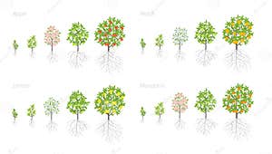 Tree Growth Stages Apple Peach And Lemon Mandarin Increase Phases Tree Growth Stages Apple Peach And Lemon Mandarin Increase Phases