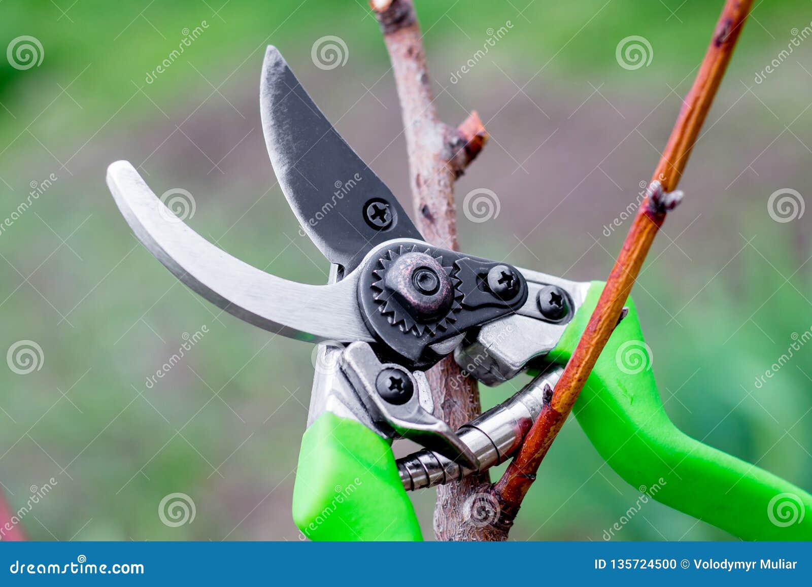 Tree online branch scissors