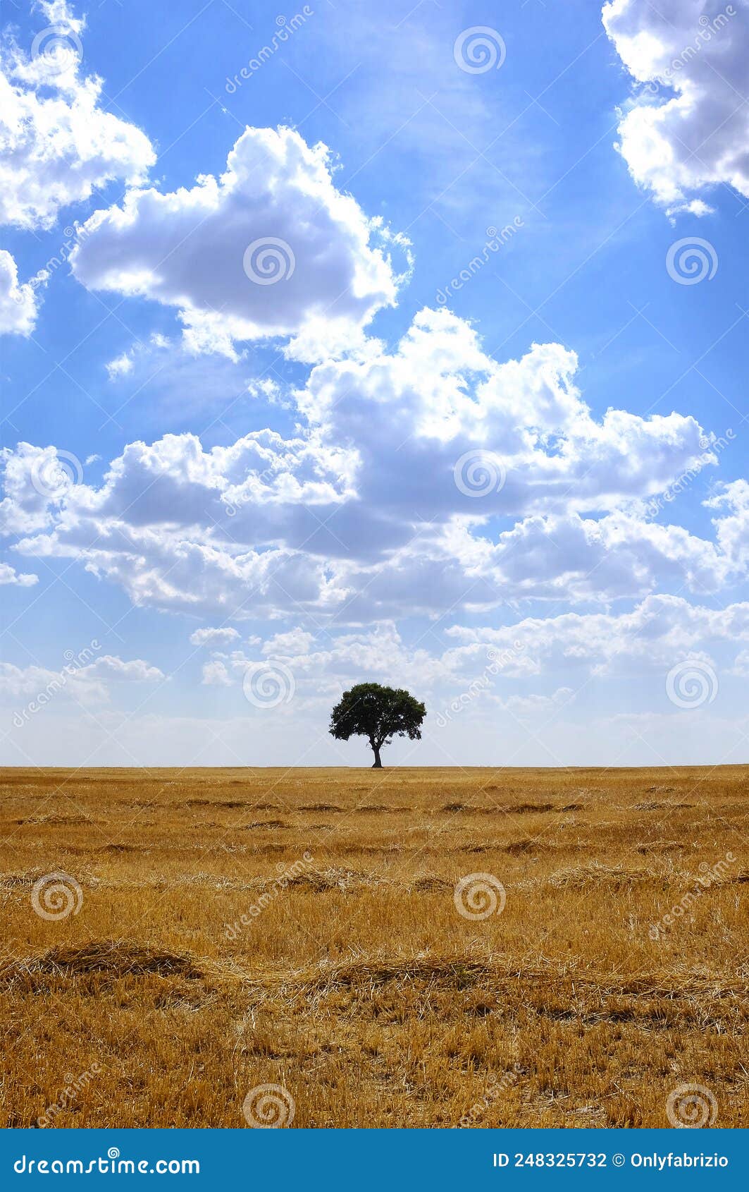 tree in an harvested wheat field