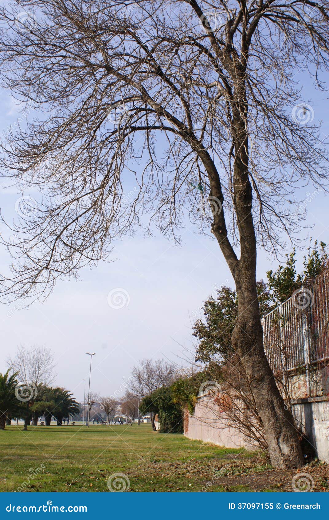 7,064 Bent Tree Photos Free & RoyaltyFree Stock Photos from Dreamstime Page 3