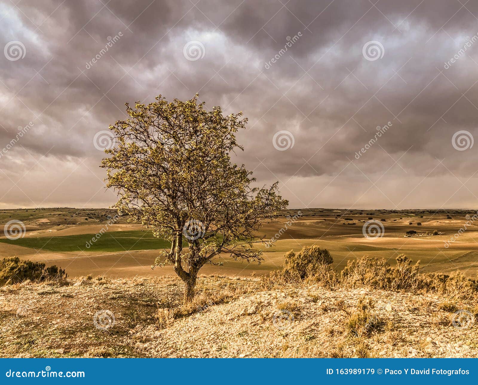 tree high up in the toledo steppe in autumn