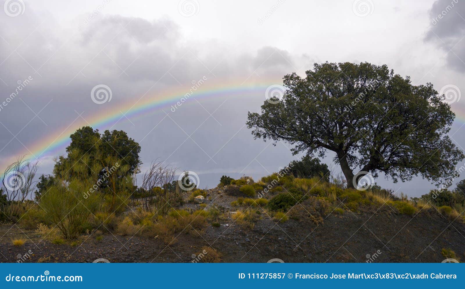 tree on the hill with the rainbow behind, beauty in abundance