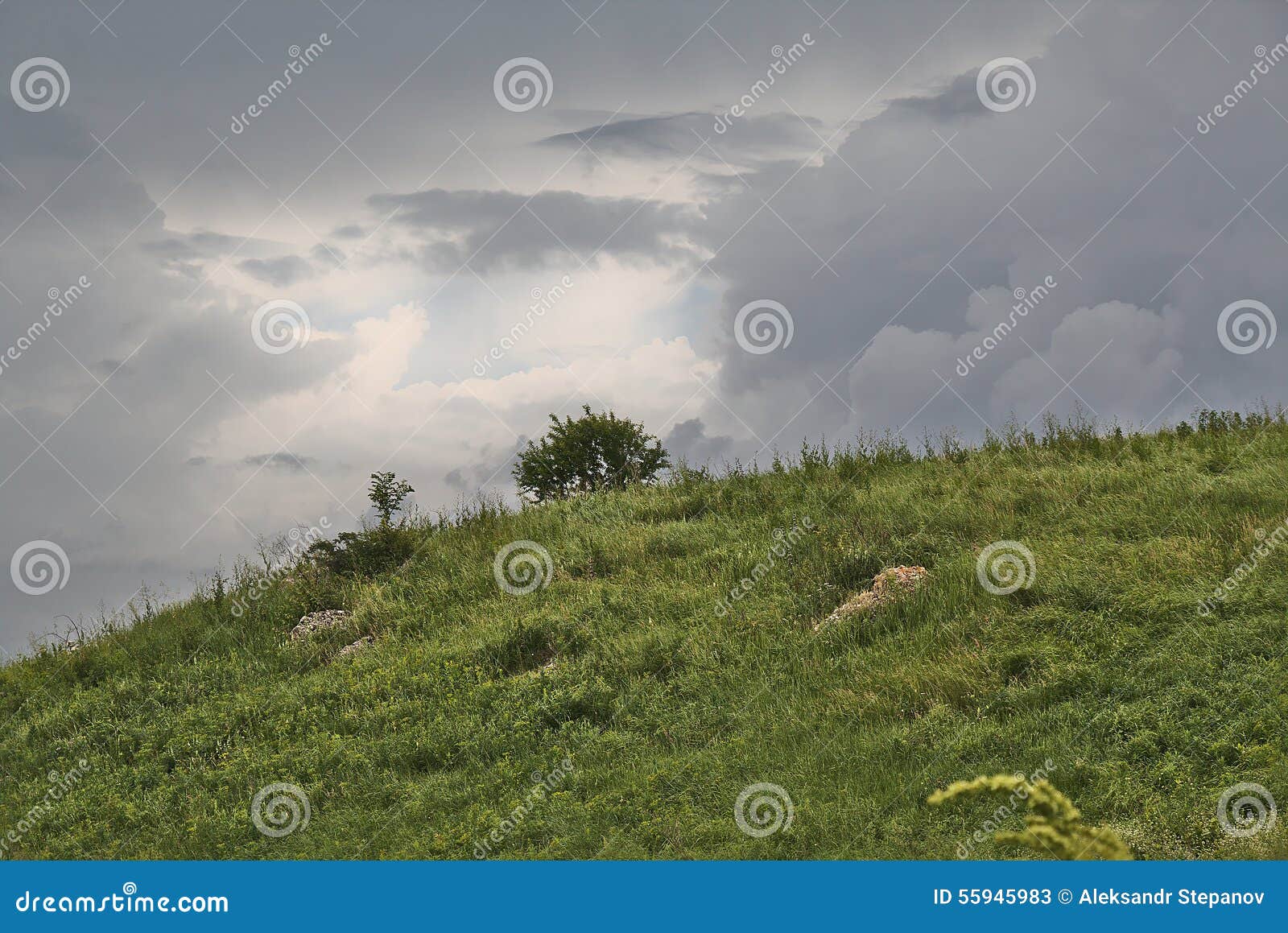 Tree on a Hillside in Rainy Weather Stock Image Image of forecast