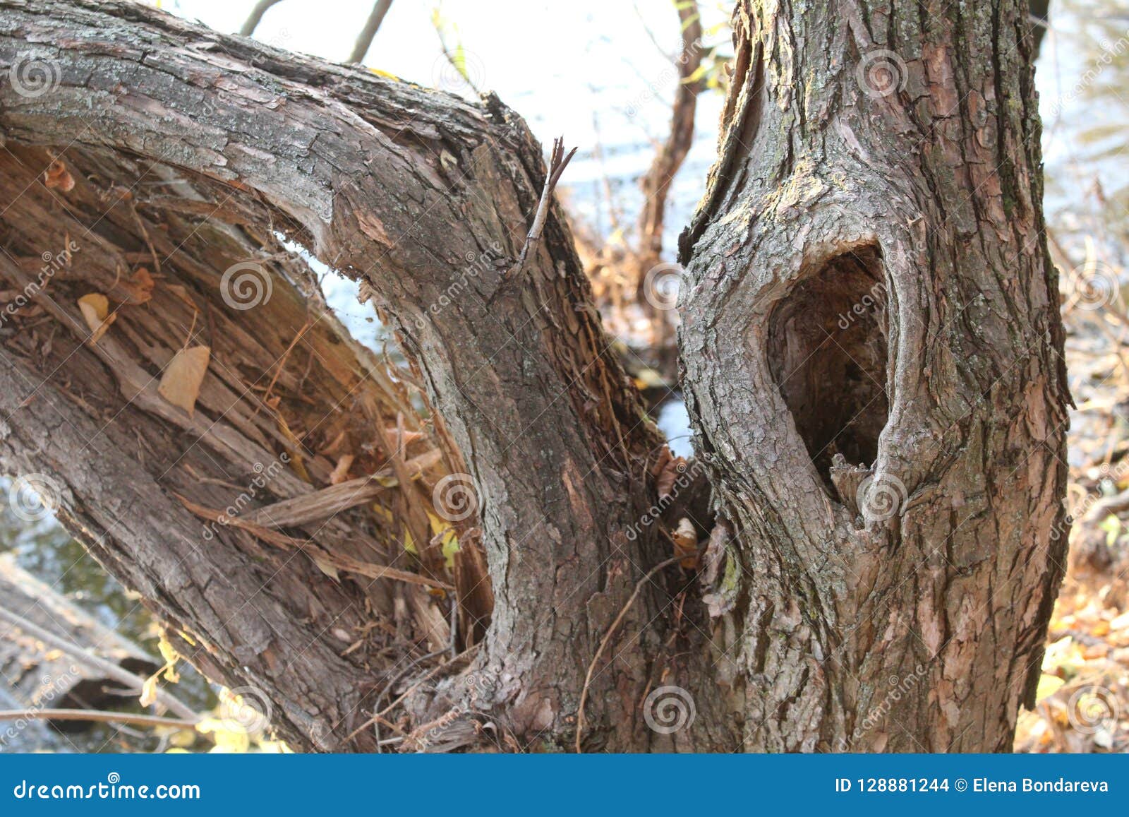 Tree with Hollow in the Forest in Autumn Stock Photo - Image of cozy,  animals: 128881244