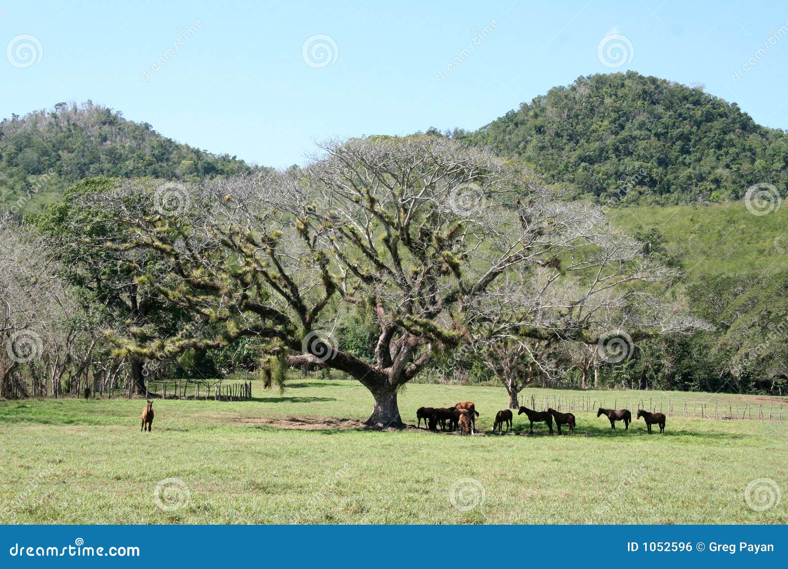 Tree with horses stock photo. Image of caribbean, mountain 1052596