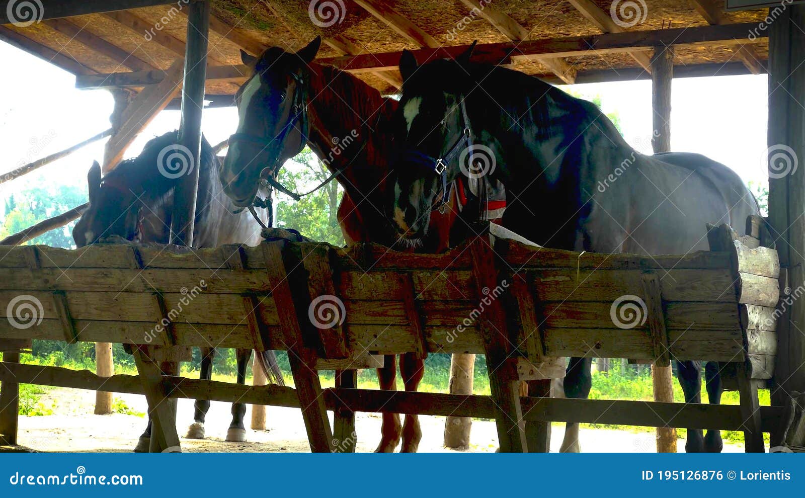 Tree Horses Which are Eating in a Ranch Stock Photo Image of horses
