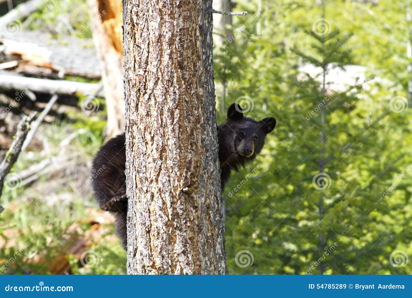 Tree Hugger stock image. Image of animal, moving, tree - 54785289 Tree Hugger stock image. Image of animal, moving, tree - 54785289