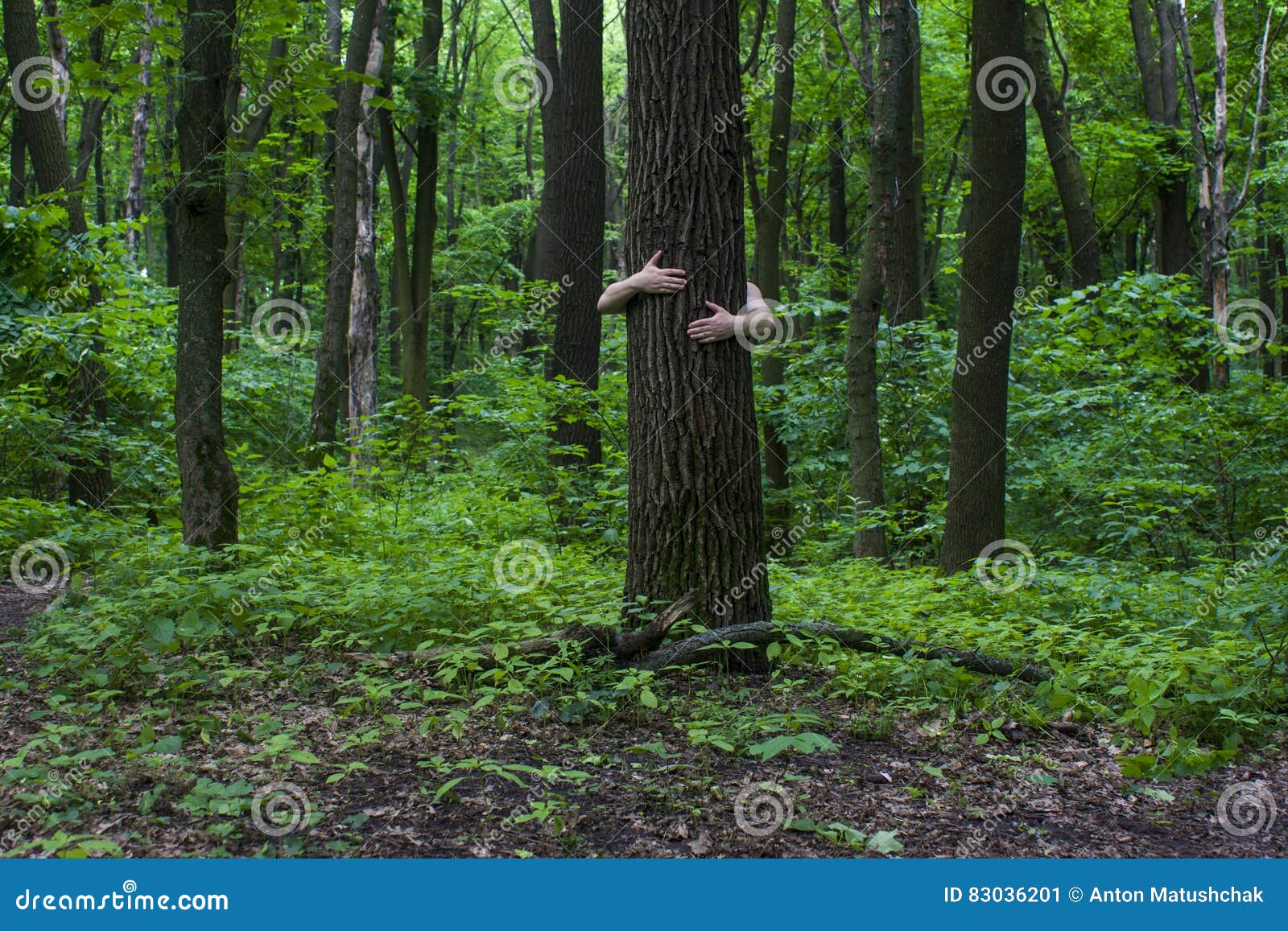 Tree Hugging. Closeup of Hands Hugging Tree a Stock Image Image of