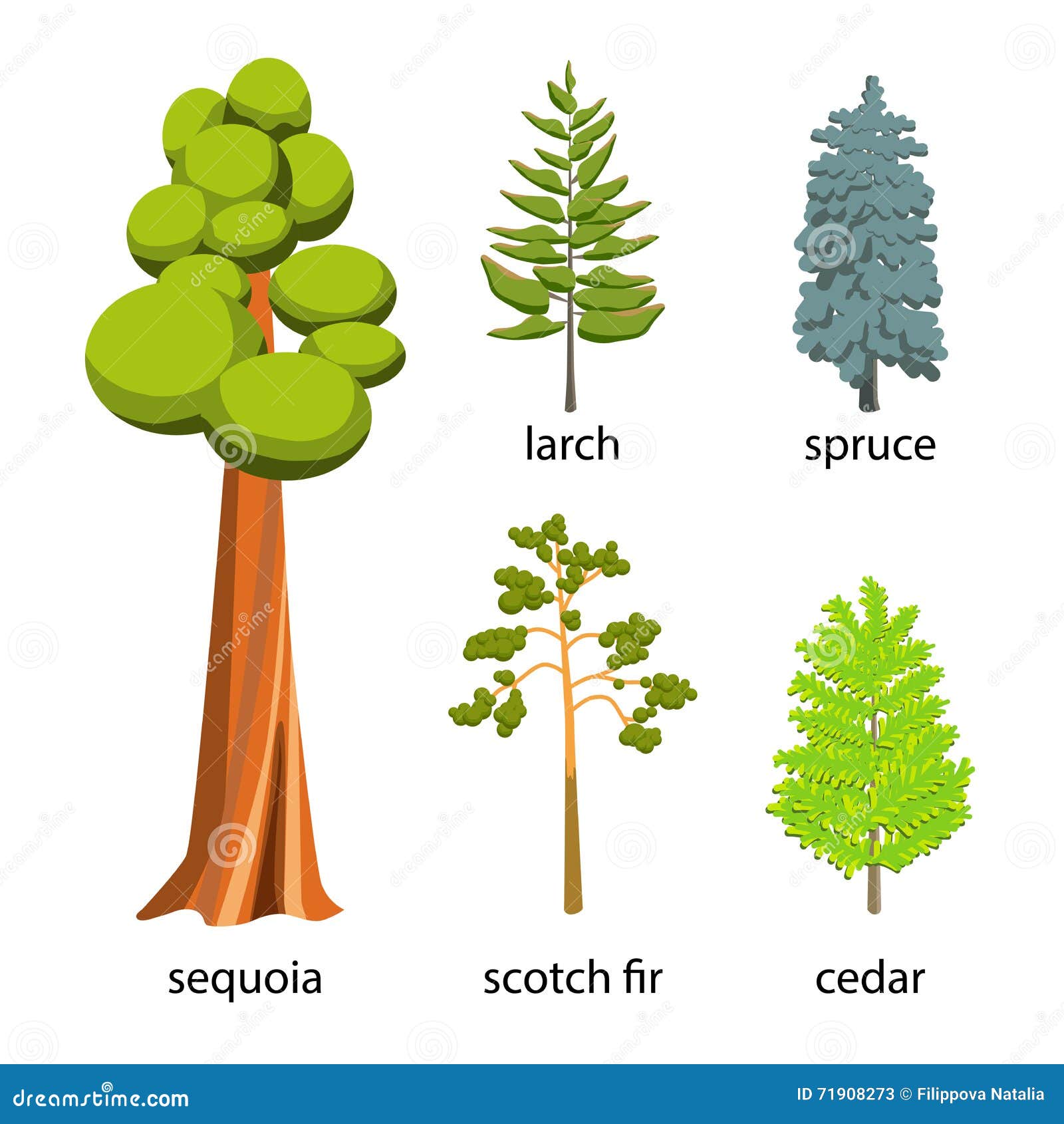 tree icon set - coniferous trees cartoon . flat coniferous trees collection: big sequoia, spruce, larch, scotch fir an