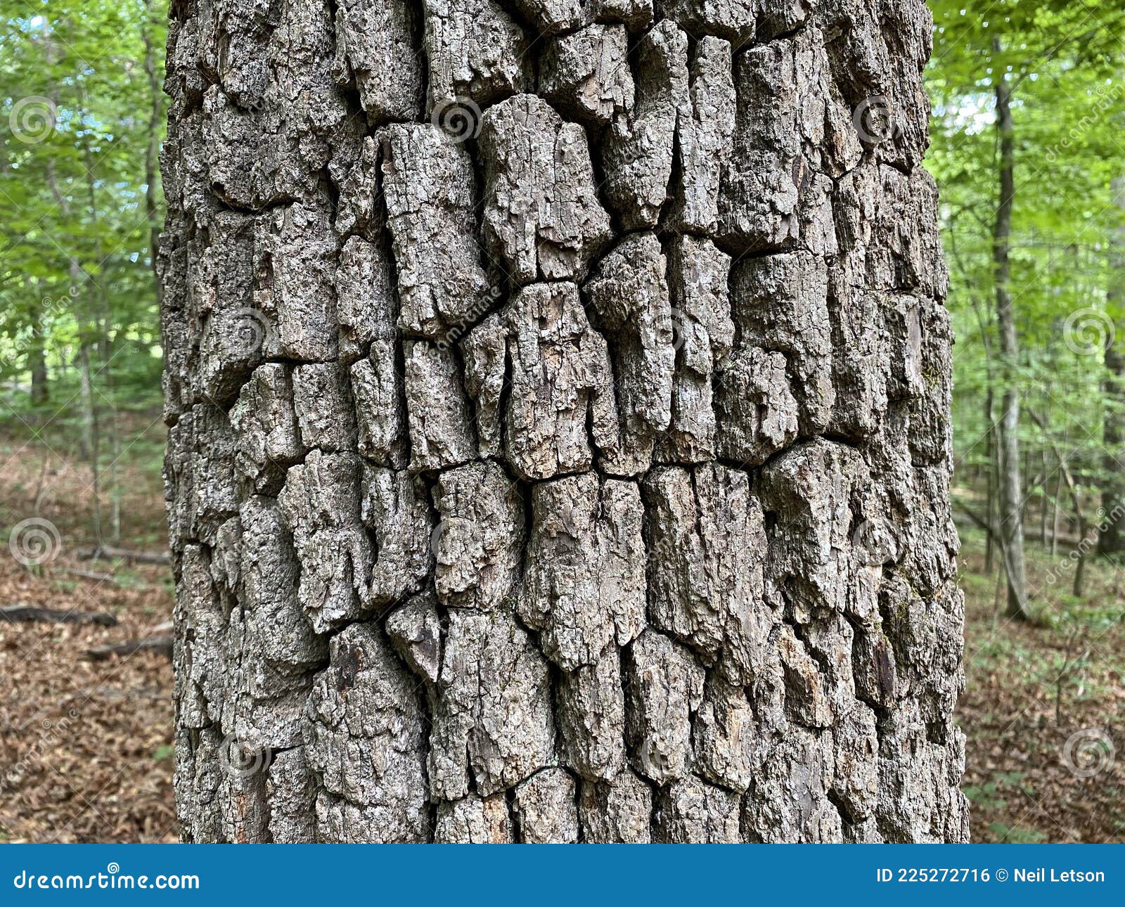 tree identification. tree bark. black gum. nyssa sylvatica