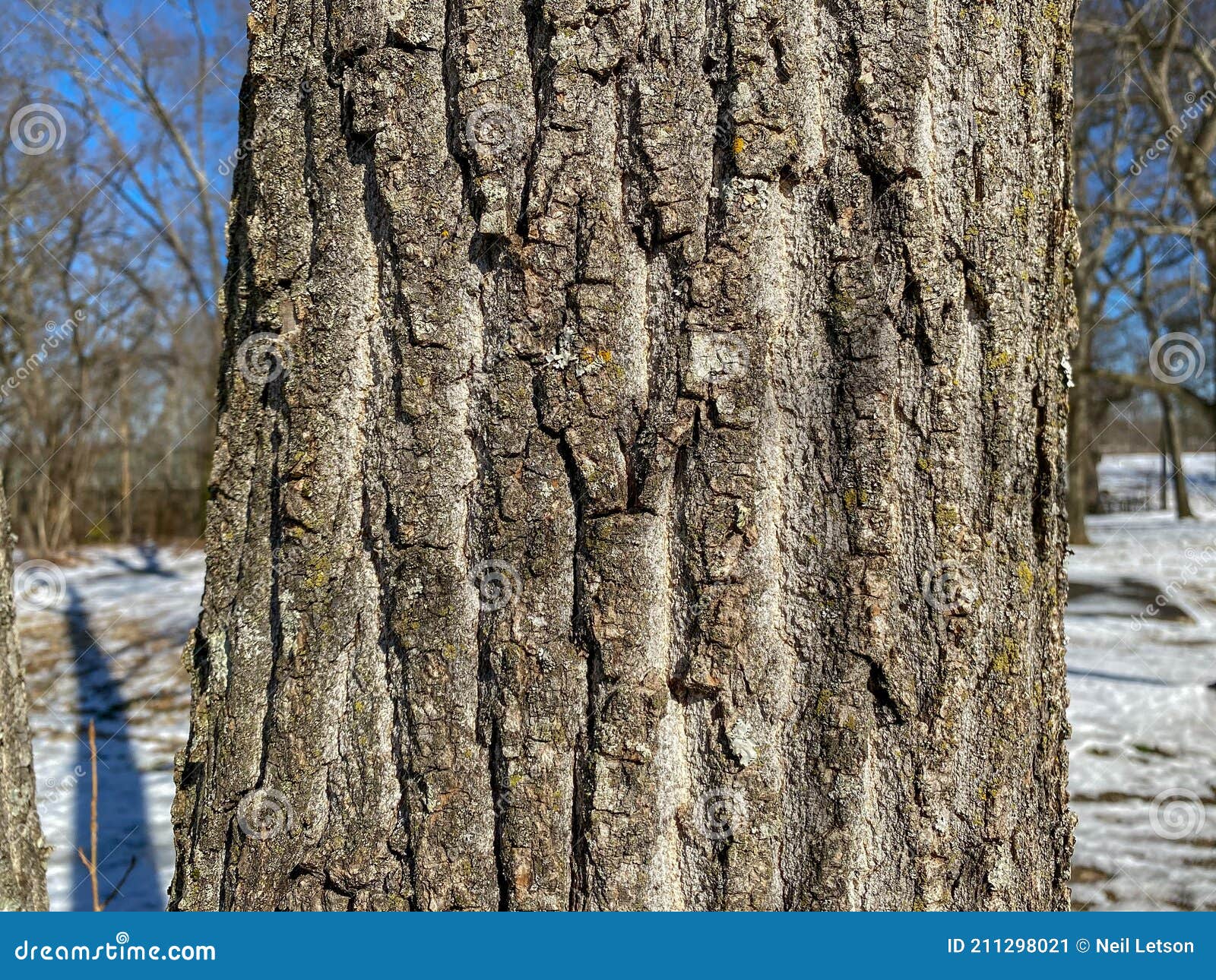 Tree Identification Eastern Cottonwood. Poplus Deltoides Stock Image